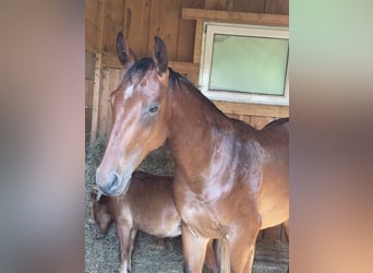 Warmblood austríaco, Semental, 2 años, 165 cm, Castaño
