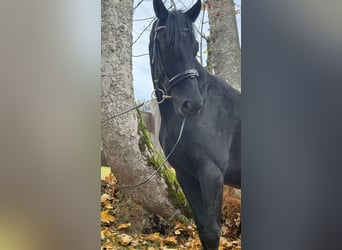 Warmblood austríaco, Semental, 2 años, 167 cm, Negro