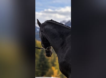Warmblood austríaco, Semental, 2 años, 167 cm, Negro