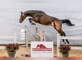 Warmblood austríaco, Semental, 2 años, 175 cm, Castaño