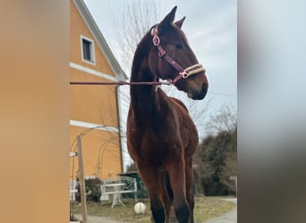 Warmblood austríaco, Semental, 2 años, Castaño