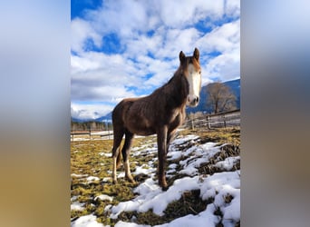 Warmblood austríaco, Semental, 2 años, Musgo