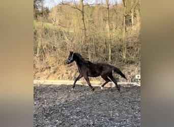 Warmblood austríaco, Semental, 2 años, Negro