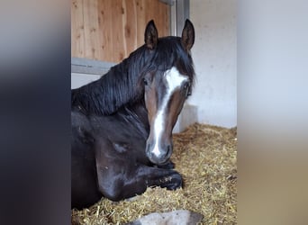 Warmblood austríaco, Semental, 3 años, 165 cm, Castaño oscuro