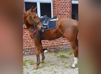 Warmblood austríaco, Semental, 4 años, 165 cm, Castaño-ruano