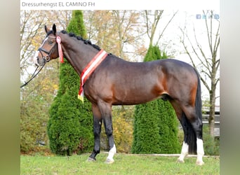 Warmblood austríaco, Semental, 4 años, 173 cm, Castaño oscuro