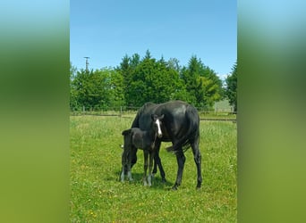 Warmblood austríaco, Semental, Potro (05/2026), 168 cm, Negro
