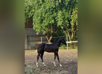 Warmblood austríaco, Semental, Potro (05/2026), 168 cm, Negro
