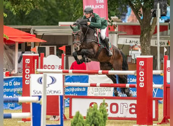 Warmblood austríaco, Semental, Potro (03/2024), 168 cm, Tordo rodado