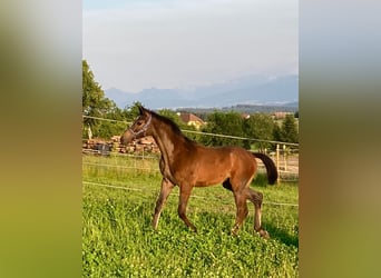 Warmblood austríaco, Semental, Potro (03/2024), 168 cm, Tordo rodado