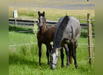 Warmblood austríaco, Semental, Potro (03/2024), 168 cm, Tordo rodado