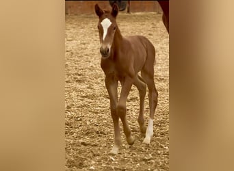 Warmblood austríaco, Semental, Potro (03/2023), 170 cm, Alazán
