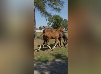 Warmblood austríaco, Semental, , 170 cm, Alazán
