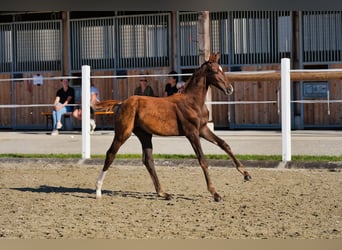 Warmblood austríaco, Semental, Potro (05/2026), 170 cm, Alazán-tostado