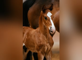 Warmblood austríaco, Semental, Potro (05/2024), 170 cm, Alazán-tostado