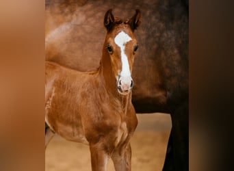 Warmblood austríaco, Semental, Potro (05/2024), 170 cm, Alazán-tostado