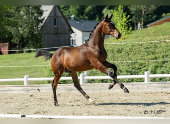 Warmblood austríaco, Semental, Potro (03/2026), 170 cm, Castaño