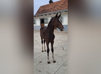 Warmblood austríaco, Semental, Potro (03/2025), 172 cm, Morcillo