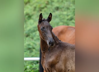Warmblood austríaco, Semental, Potro (05/2026), 172 cm, Negro
