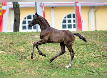 Warmblood austríaco, Semental, Potro (05/2026), 172 cm, Negro