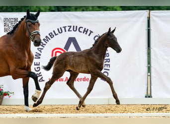 Warmblood austríaco, Semental, Potro (05/2026), 172 cm, Negro