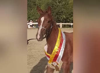 Warmblood austríaco, Semental, Potro (05/2024), 175 cm, Alazán-tostado