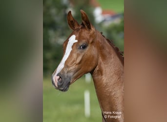 Warmblood austríaco, Semental, Potro (02/2024), Alazán