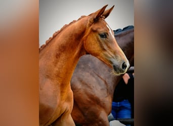 Warmblood austríaco, Semental, Potro (03/2025), Alazán-tostado