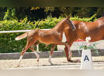 Warmblood austríaco, Semental, Potro (05/2025), Alazán-tostado