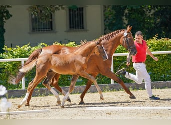Warmblood austríaco, Semental, Potro (05/2025), Alazán-tostado