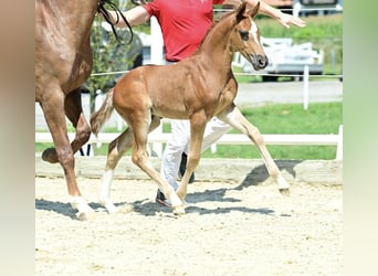 Warmblood austríaco, Semental, Potro (06/2025), Alazán-tostado