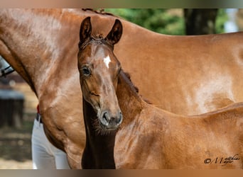 Warmblood austríaco, Semental, Potro (05/2026)