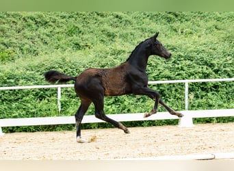Warmblood austríaco, Semental, Potro (03/2026)