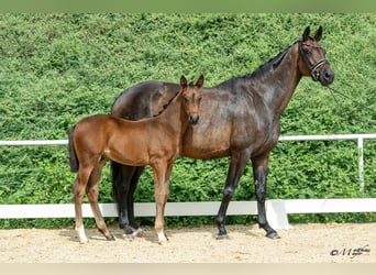 Warmblood austríaco, Semental, Potro (04/2026)