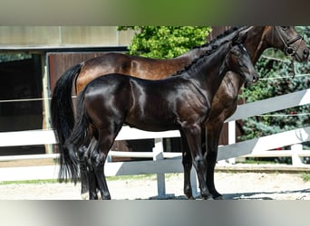Warmblood austríaco, Semental, Potro (03/2026)