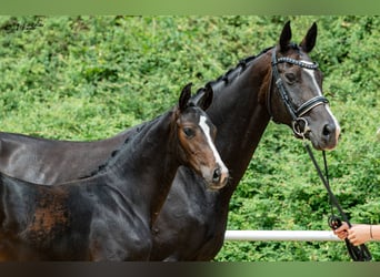Warmblood austríaco, Semental, Potro (03/2026)