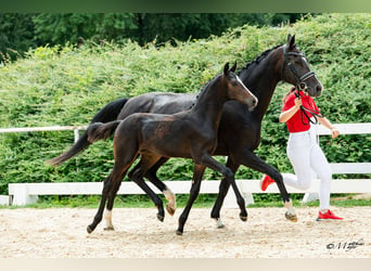 Warmblood austríaco, Semental, Potro (03/2026)