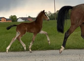 Warmblood austríaco, Semental, Potro (06/2024), Castaño