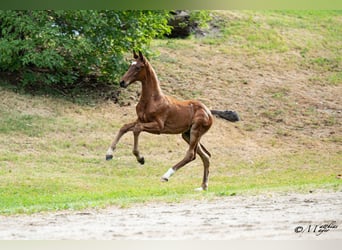 Warmblood austríaco, Semental, Potro (04/2026), Castaño