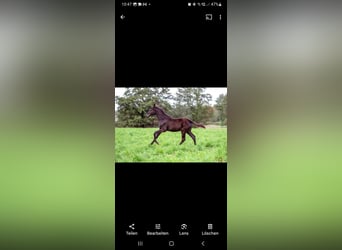 Warmblood austríaco, Semental, Potro (05/2023), Castaño