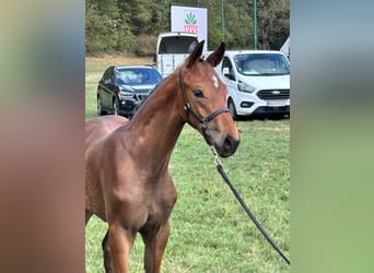 Warmblood austríaco, Semental, Potro (05/2026), Castaño