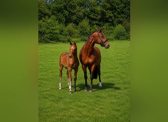 Warmblood austríaco, Semental, Potro (05/2026), Castaño