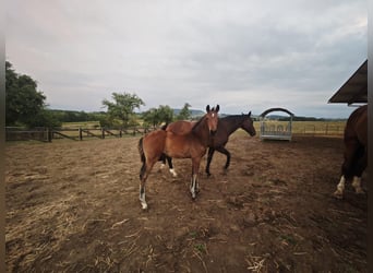 Warmblood austríaco, Semental, Potro (05/2026), Castaño