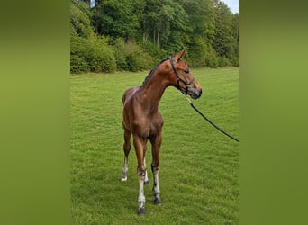 Warmblood austríaco, Semental, Potro (05/2026), Castaño