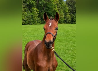Warmblood austríaco, Semental, Potro (05/2026), Castaño