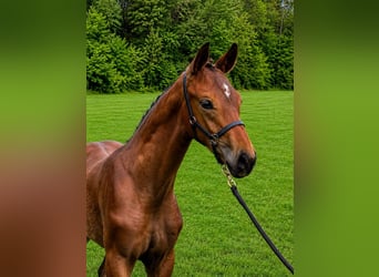 Warmblood austríaco, Semental, Potro (05/2026), Castaño