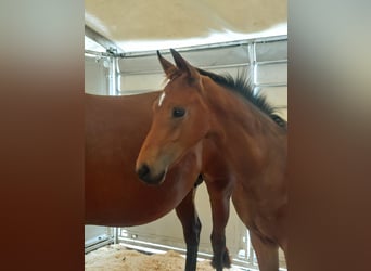 Warmblood austríaco, Semental, Potro (05/2026), Castaño