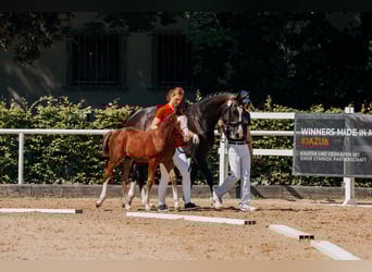 Warmblood austríaco, Semental, Potro (06/2025), Castaño