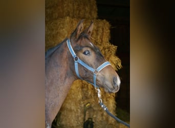 Warmblood austríaco, Semental, Potro (05/2023), Castaño oscuro