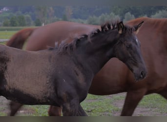 Warmblood austríaco, Semental, Potro (05/2026), Castaño oscuro
